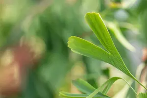 ginkgo bil. 'saratoga' (175-200 cm) - afbeelding 4