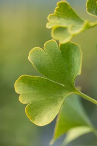 Ginkgo bil. 'Simon' 160-170 C110