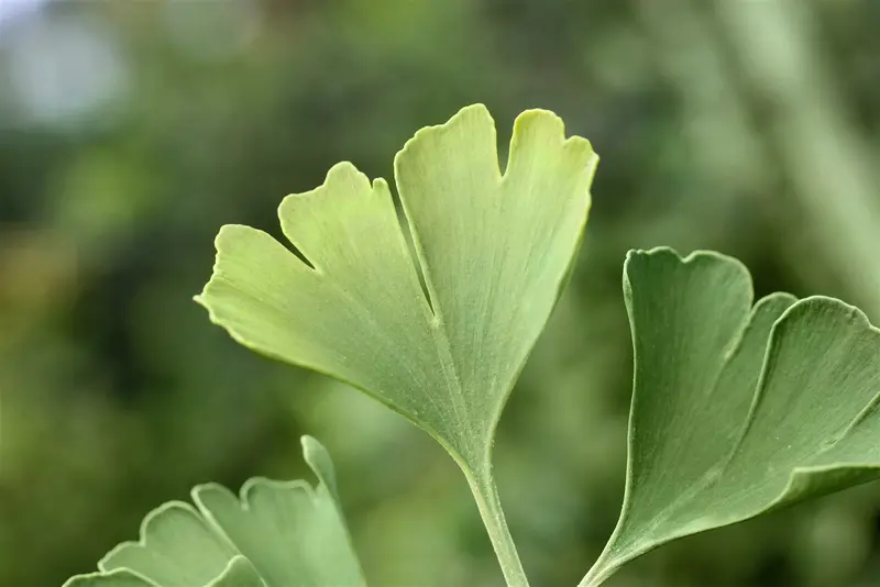 Ginkgo bil. 'Simon' 160-180   C70 - afbeelding 3