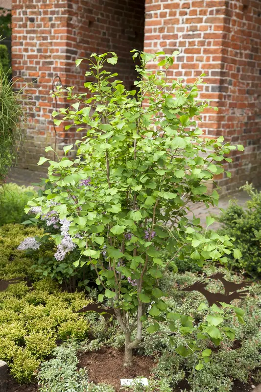 Ginkgo bil. 'Tit' 12/14 BEVEERD C - afbeelding 2