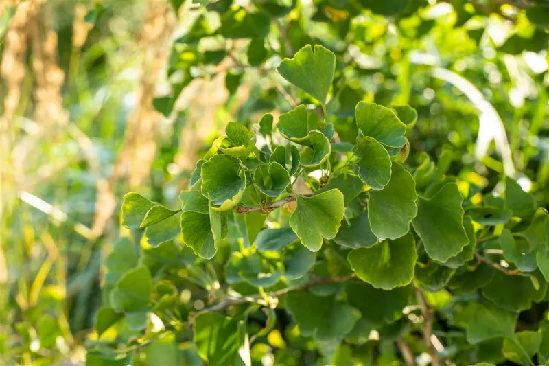 Ginkgo bil. 'Tit' 12/14 BEVEERD C - afbeelding 3