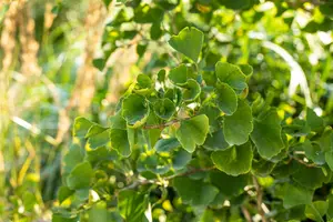 Ginkgo bil. 'Tit' 12/14 BEVEERD C - afbeelding 3