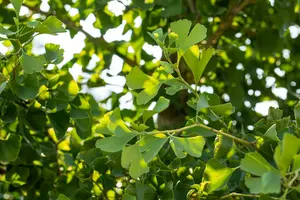 Ginkgo bil. 'Tit' 12/14 BEVEERD C - afbeelding 4