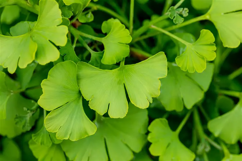 Ginkgo bil. 'Tit' 12/14 BEVEERD C - afbeelding 5