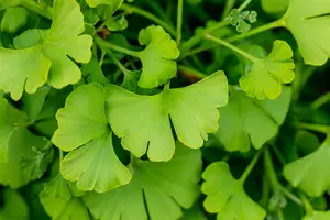 Ginkgo bil. 'Tit' 12/14 BEVEERD C - afbeelding 5