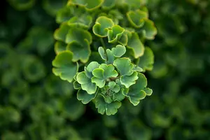 Ginkgo bil. 'Troll' 40- 50 C8 - afbeelding 3