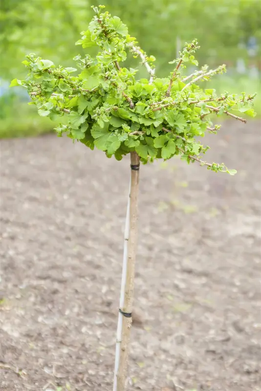 Ginkgo bil. 'Troll' 60- 70   C18 - afbeelding 2