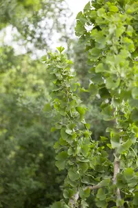 Ginkgo biloba 200-250   KLUIT - afbeelding 1