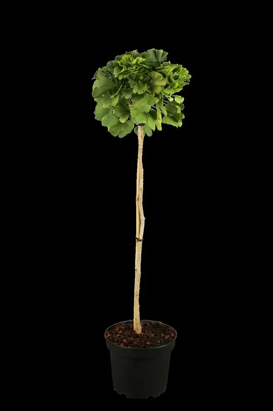 ginkgo biloba (50- 60 C cm) - afbeelding 1