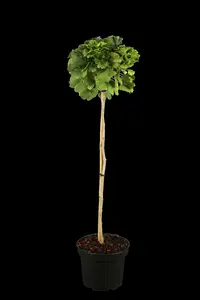ginkgo biloba (50- 60 C cm) - afbeelding 5