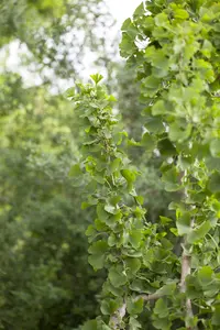 ginkgo biloba (50- 60 C cm) - afbeelding 2