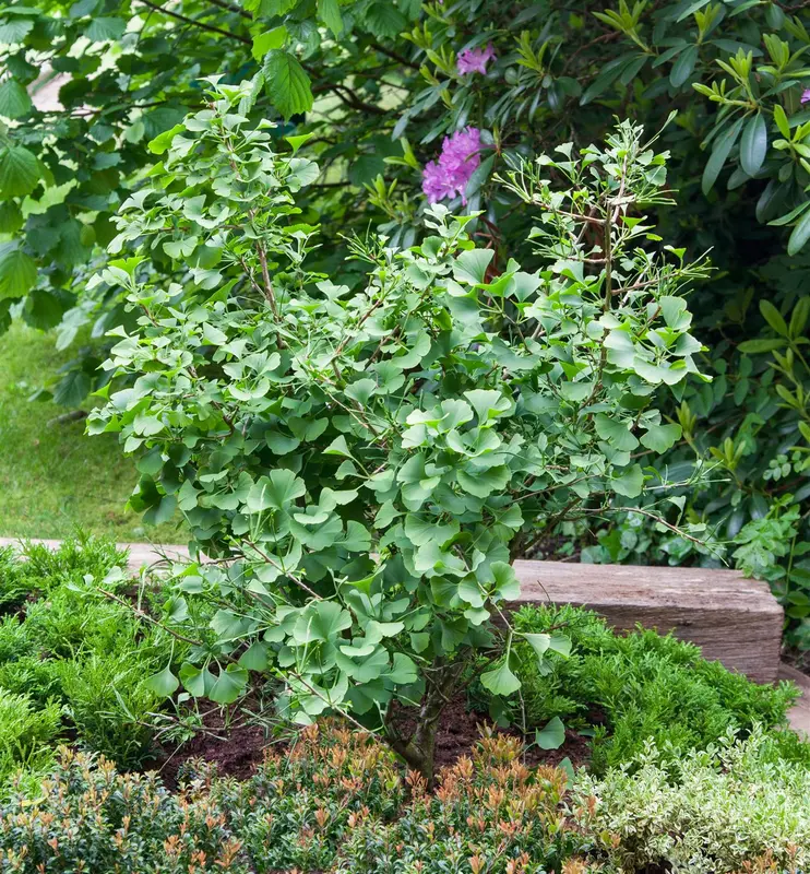 ginkgo biloba (50- 60 C cm) - afbeelding 4