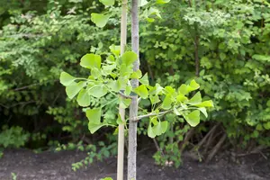 ginkgo biloba (50- 60 C cm) - afbeelding 3