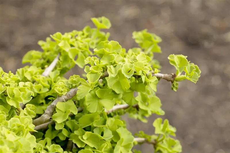 ginkgo biloba (50- 60 C cm) - afbeelding 5
