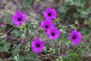 geranium cin. 'giuseppii' P9 - afbeelding 3