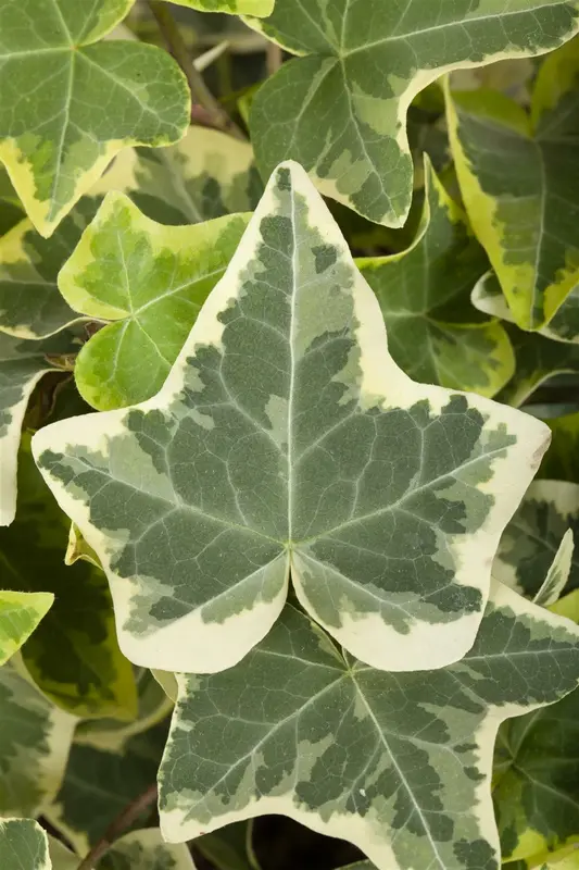 Hedera helix 'Glacier' P9 - afbeelding 1