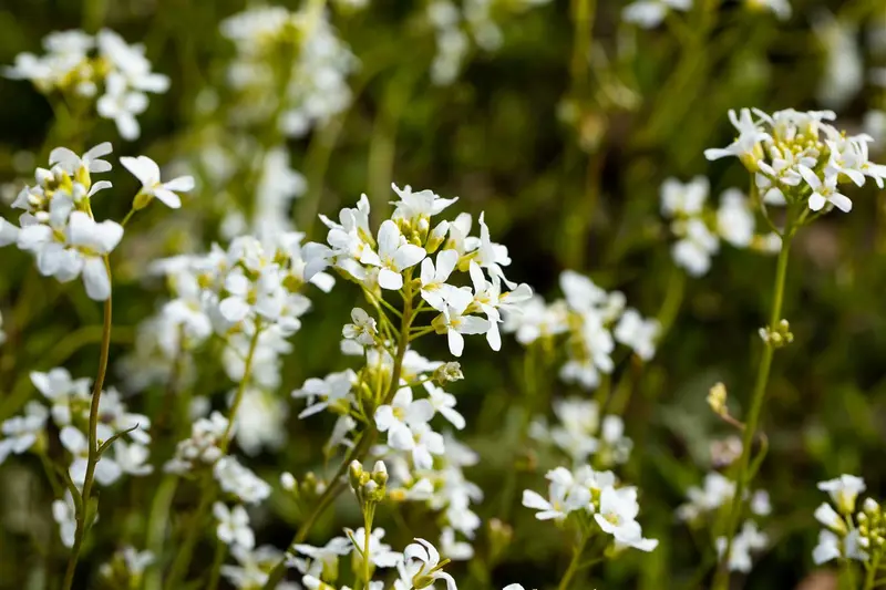 arabis procurrens 'glacier' P9 - afbeelding 1
