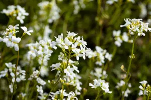 arabis procurrens 'glacier' P9 - afbeelding 2