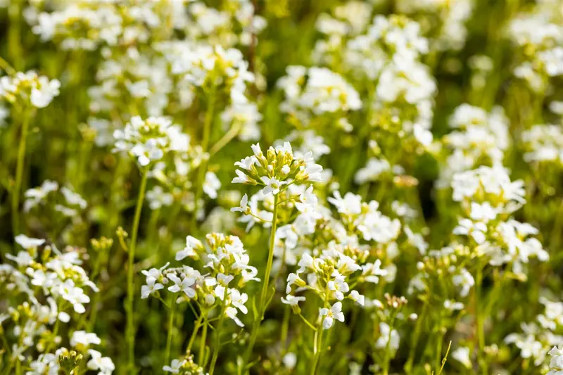 arabis procurrens 'glacier' P9 - afbeelding 2