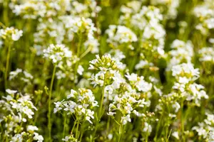 arabis procurrens 'glacier' P9 - afbeelding 2