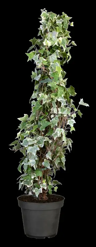 Hedera helix 'Glacier' P9 - afbeelding 2