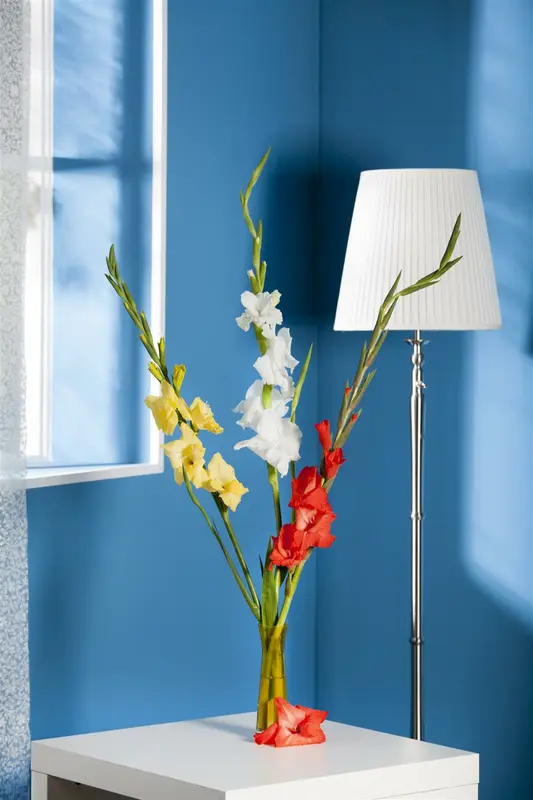 Gladiolus 'Adrenalin' BLOEMBOL *7 - afbeelding 2