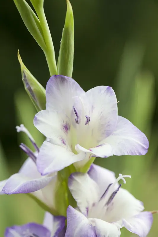 Gladiolus 'Adrenalin' BLOEMBOL *7 - afbeelding 4