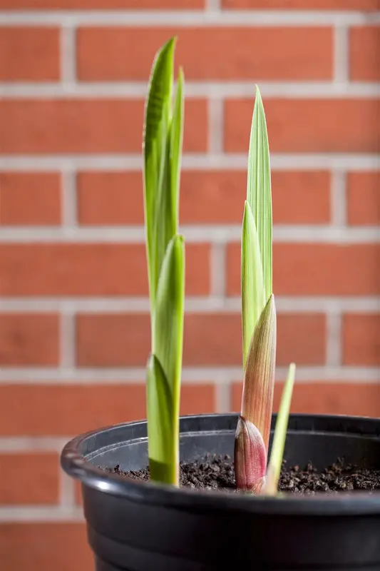 Gladiolus - afbeelding 1