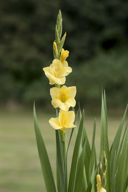 Gladiolus - afbeelding 5