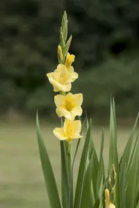 Gladiolus - afbeelding 5