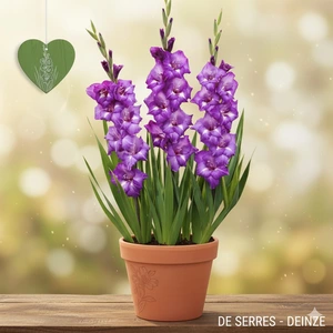 Gladiolus 'Macarena'