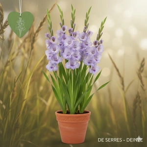 Gladiolus 'Mediterannee'