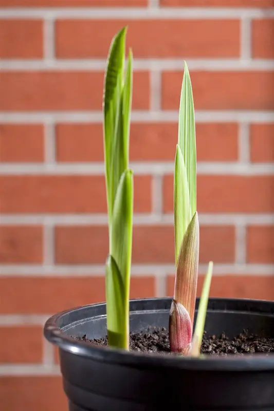 Gladiolus 'Peche Melba' BLOEMBOL *7 - afbeelding 1