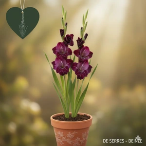 Gladiolus 'Plum Tart'