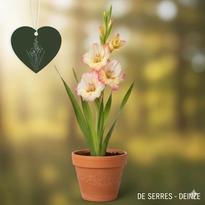 Gladiolus 'Priscilla'