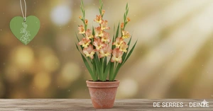 Gladiolus 'Shooter'
