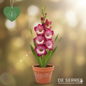 Gladiolus 'Velvet Eyes'