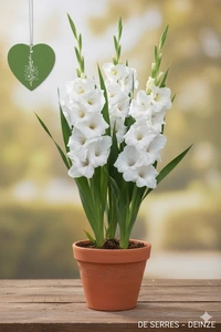 Gladiolus 'White Prosperity'