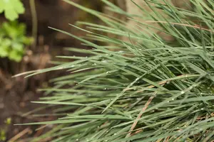 koeleria glauca P9 - afbeelding 5
