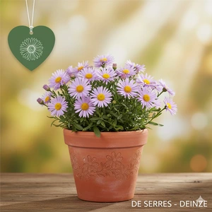 Erigeron glaucus P11
