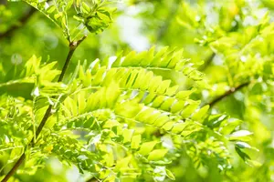 Gleditsia triac. 'Skyline' 6/ 8 HO BW - afbeelding 3