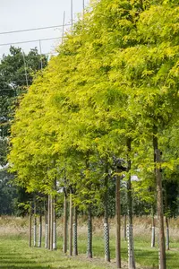 Gleditsia triac. 'Sunburst' 18/20 HO C - afbeelding 3