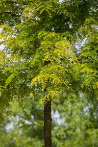 gleditsia triac. 'sunburst' 20/25 - afbeelding 5