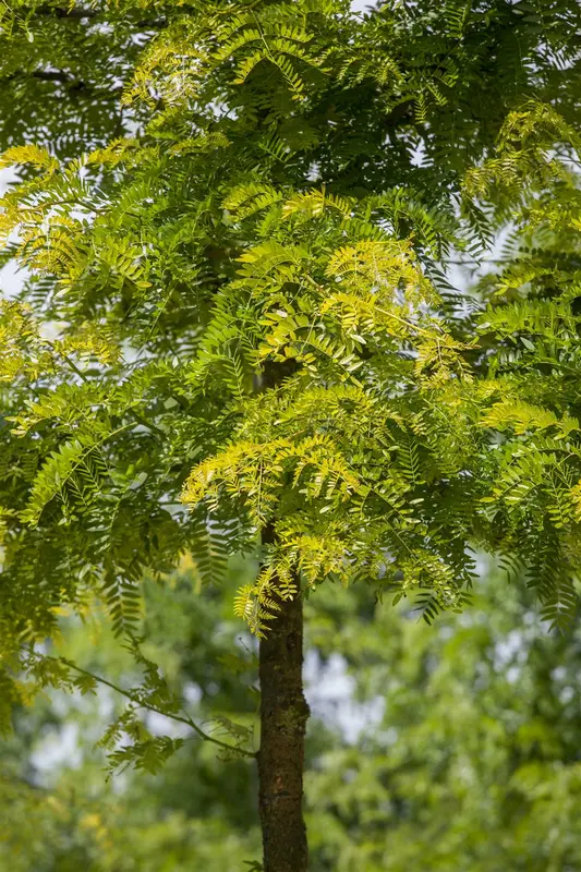 Gleditsia triac. 'Sunburst' 350-400   DKL MRST EXTRA - afbeelding 1