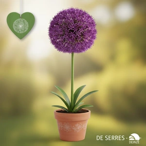 Allium 'Globemaster'