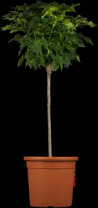 acer plat. 'globosum' C10 - afbeelding 5