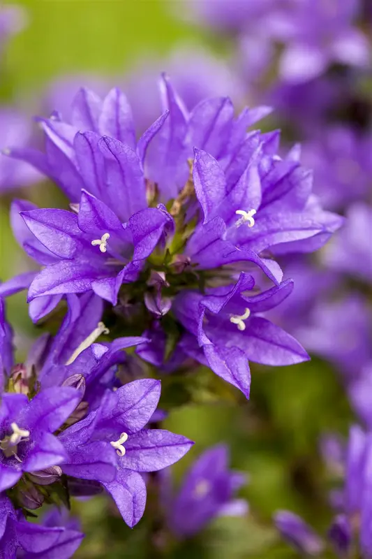 glomerata - afbeelding 1