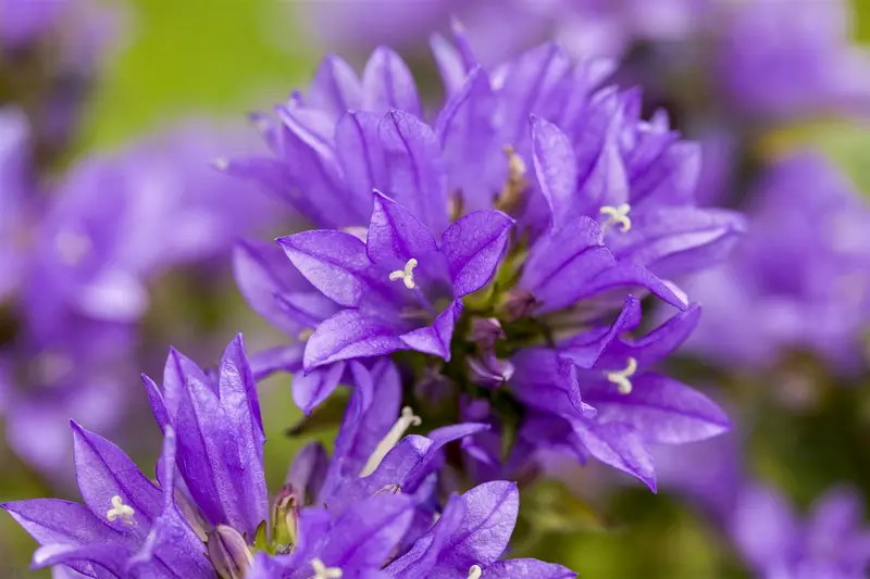 glomerata - afbeelding 2
