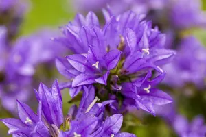 glomerata - afbeelding 2