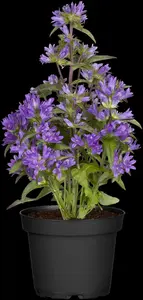 glomerata - afbeelding 3
